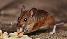 24 Hour & Emergency Exterminators in GMAC, NC